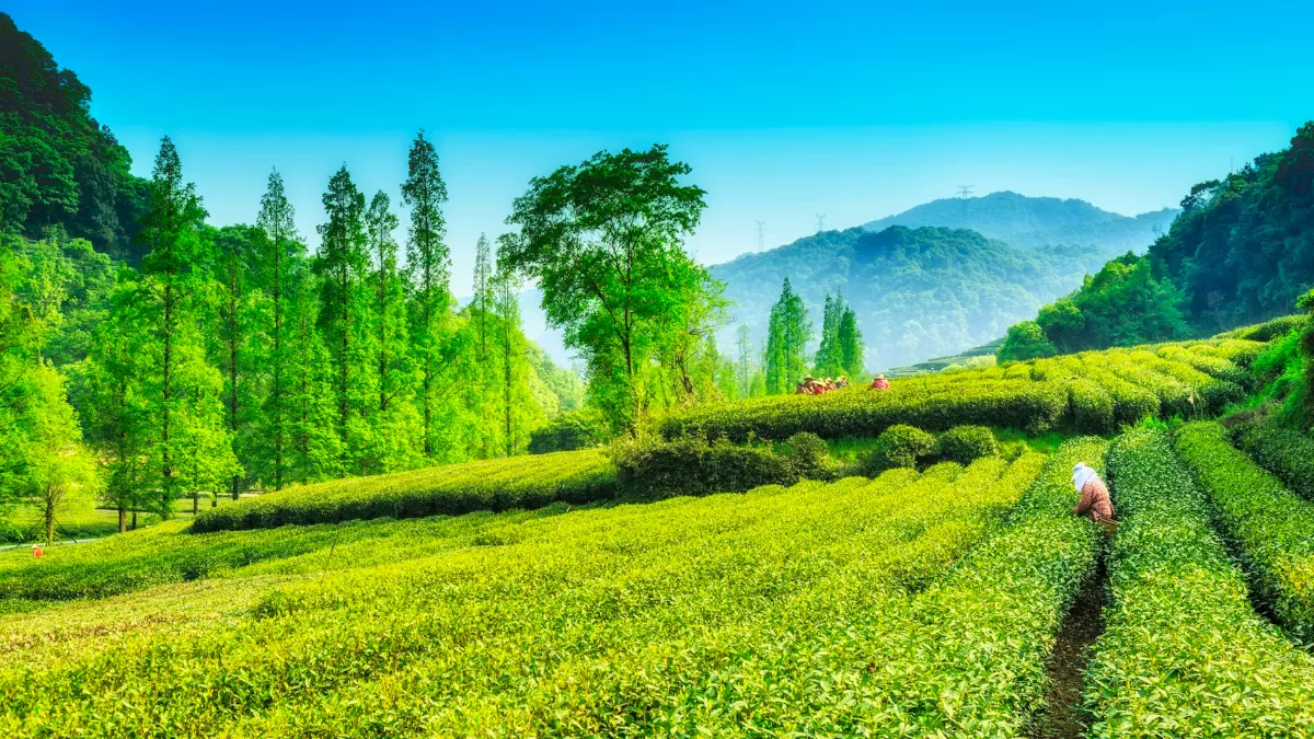 Assam Tourist Places: असम घूमने के लिए बेस्ट है ये सीज़न, टी गार्डन के  अलावा और भी कई जगहें हैं देखने लायक - Places to Visit in Assam Tourist  Places and Top