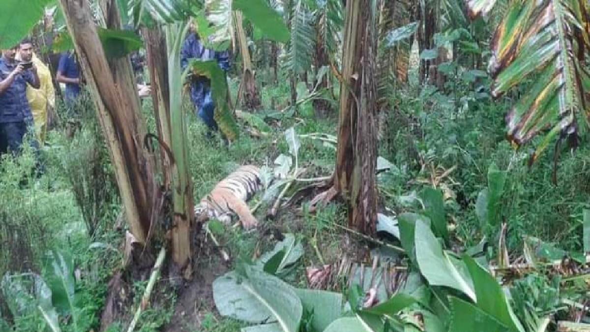 in triveni tiger attacked youth and dragged to banana field people could not free the dead body of youth from the jaws of tiger