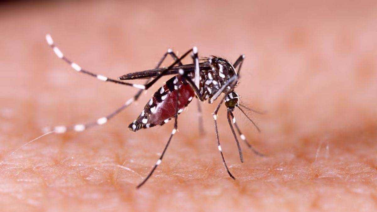 timely test and treatment is necessary to avoid severe dengue infection