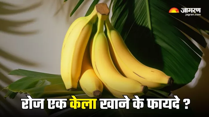 क्यों फायदेमंद है रोज केला खाना? (Picture Courtesy: Freepik)