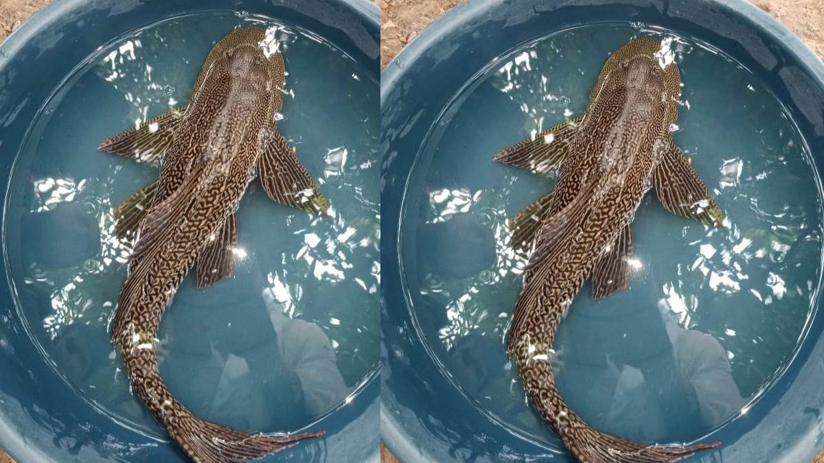 https://www.jagranimages.com/images/newimg/08082025/08_08_2025-fish_24007302.jpg