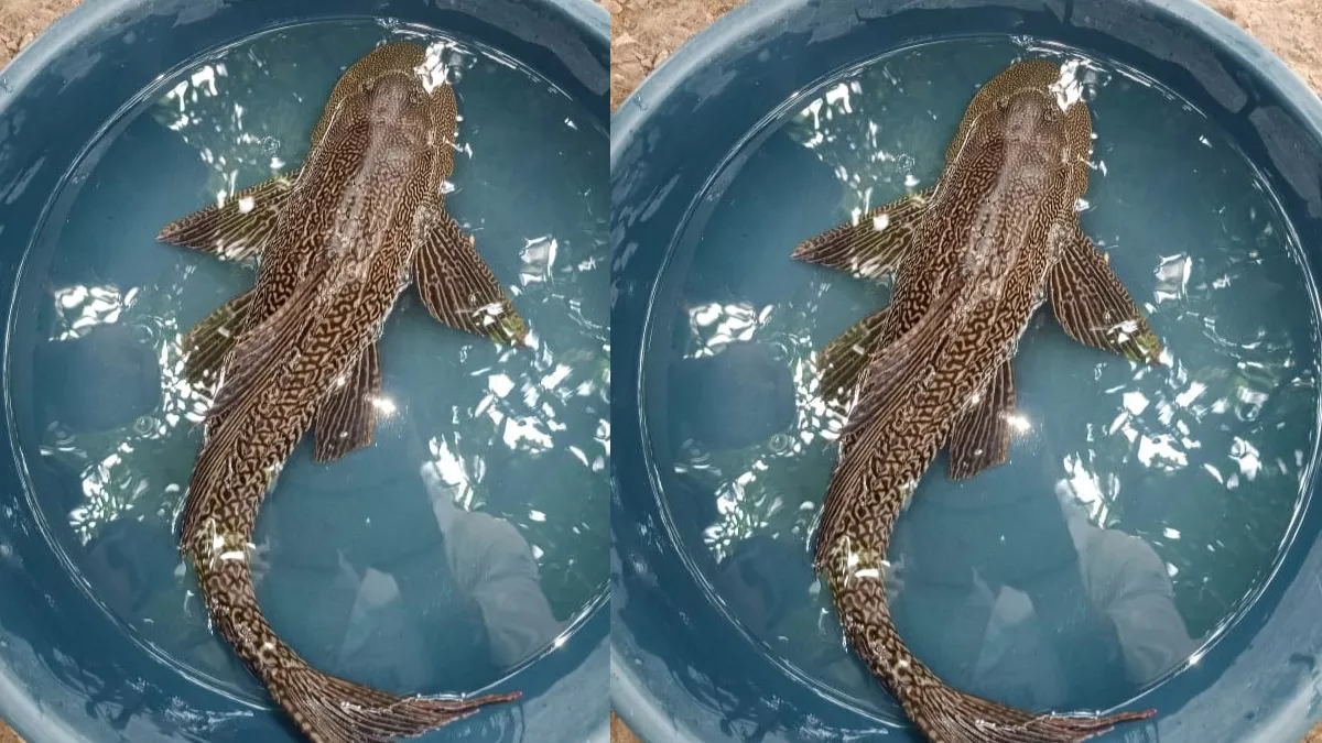 Strange Fish: बक्सर में मिली 4 आंख वाली मछली, हैरत में आए लोगों की जुटी भीड़; फोटो-वीडियो वायरल