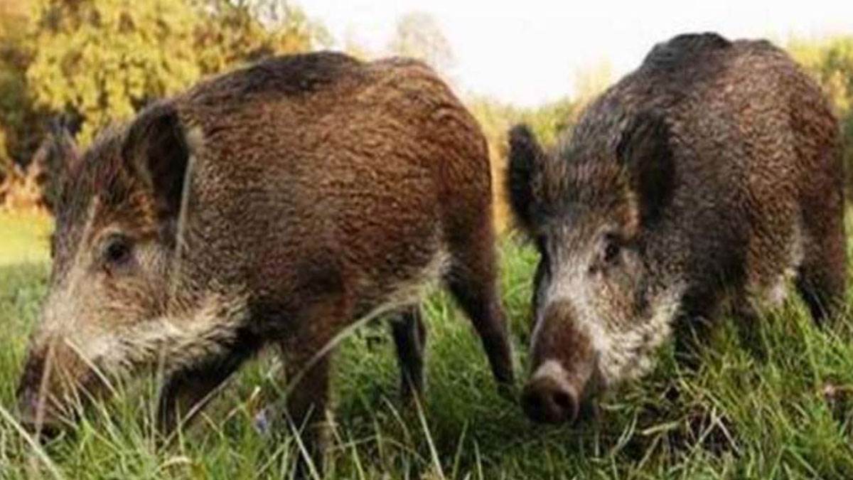 https://www.jagranimages.com/images/newimg/08082025/08_08_2025-wild-boar_24007713.jpg
