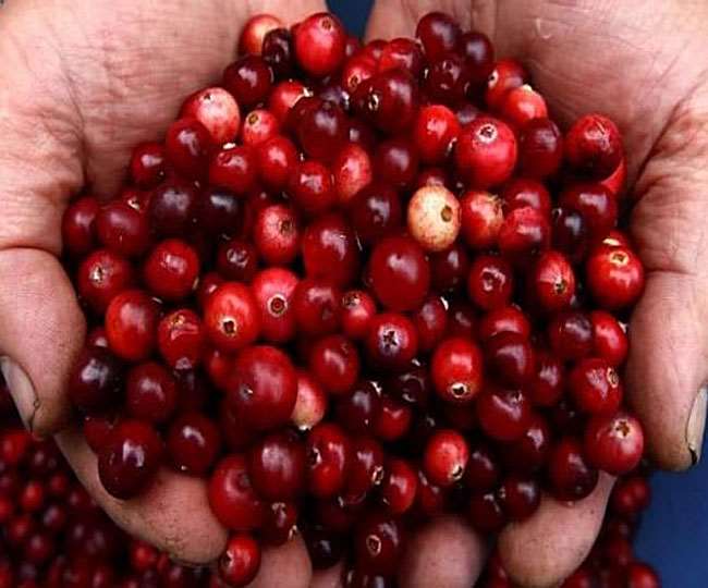 Health Benefits of Karonda विटामिन सी से भरपूर इस फल का सेवन कई रोगों