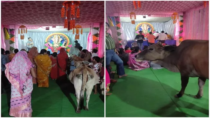 रायपुर के गणेश पंडाल में आरती में शामिल होने आती है गौमाता, प्रसाद ग्रहण कर लौट जाती है