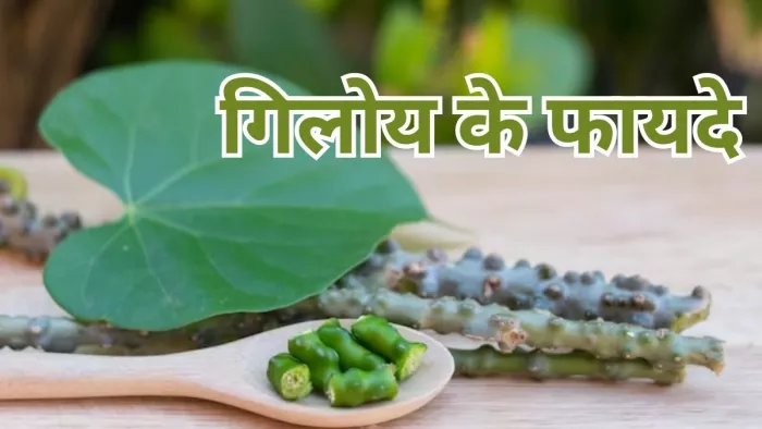 जानें गिलोय को डाइट में शामिल करने के फायदे