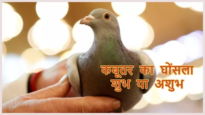 Vastu Tips कबूतर से जुड़े शुभ या अशुभ संकेत।