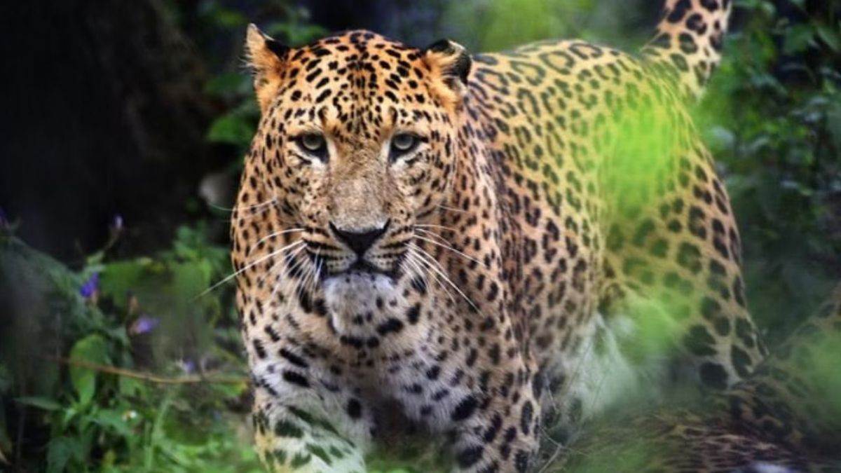 https://www.jagranimages.com/images/newimg/08092024/08_09_2024-leopard_demo_23793223.jpg