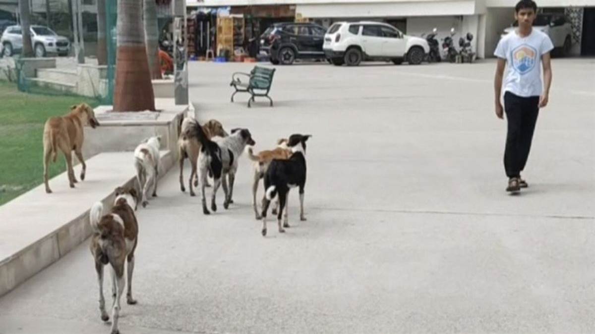 https://www.jagranimages.com/images/newimg/08092025/08_09_2025-_stray_dogs_24039432.jpg