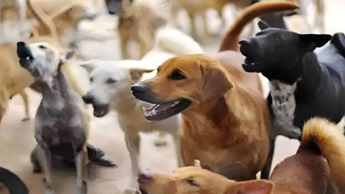 https://www.jagranimages.com/images/newimg/08092025/08_09_2025-dogs_feeding_points_24040193.jpg