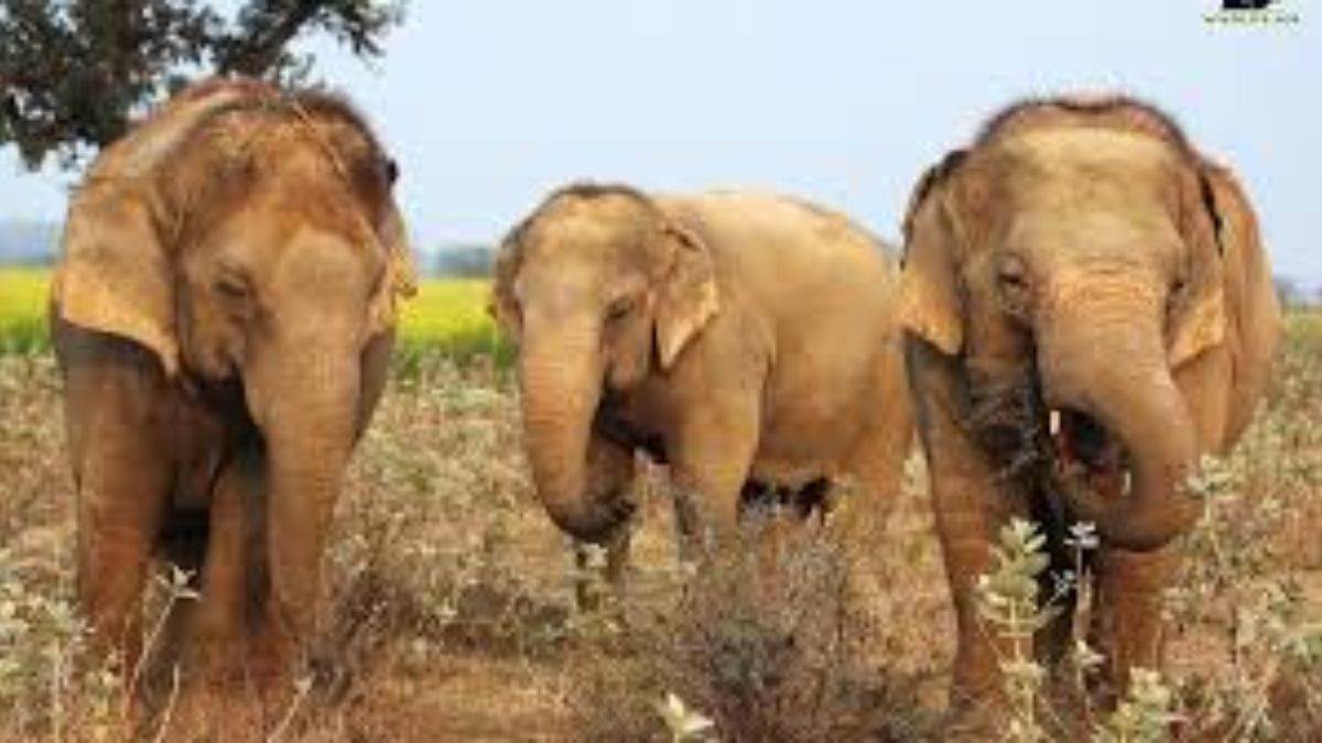 https://www.jagranimages.com/images/newimg/08092025/08_09_2025-hathi_tiger_reserve_24040271.jpg