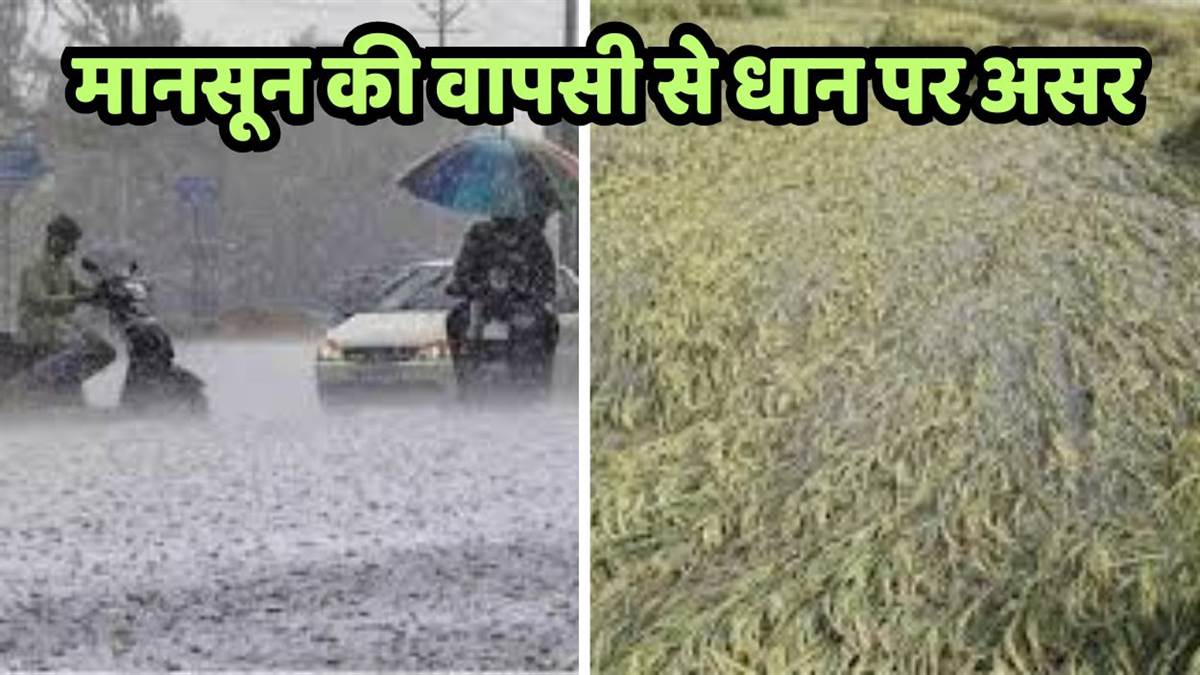 https://www.jagranimages.com/images/newimg/08092025/08_09_2025-monsoon_delay_impact_24040070.jpg