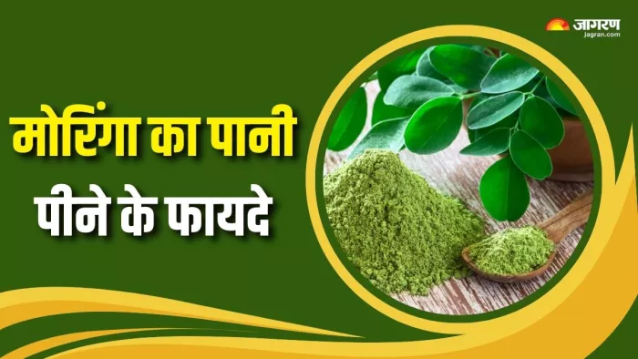 मोरिंगा का पानी पीने से क्या होगा? (Picture Courtesy: Freepik)