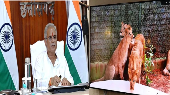 वन विभाग द्वारा आयोजित कार्यक्रम में शामिल हुए सीएम भूपेश बघेल