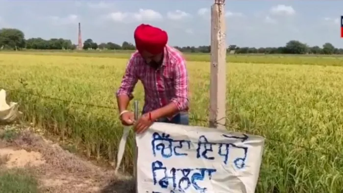 बठिंडा के गांव भाई बख्तौर में बोर्ड लगाता हुआ गांव का नौजवान लखबीर सिंह। जागरण