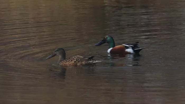 Migrated Birds: जोधपुर झाल में पहुंचे नॉर्दन शाेवलर।