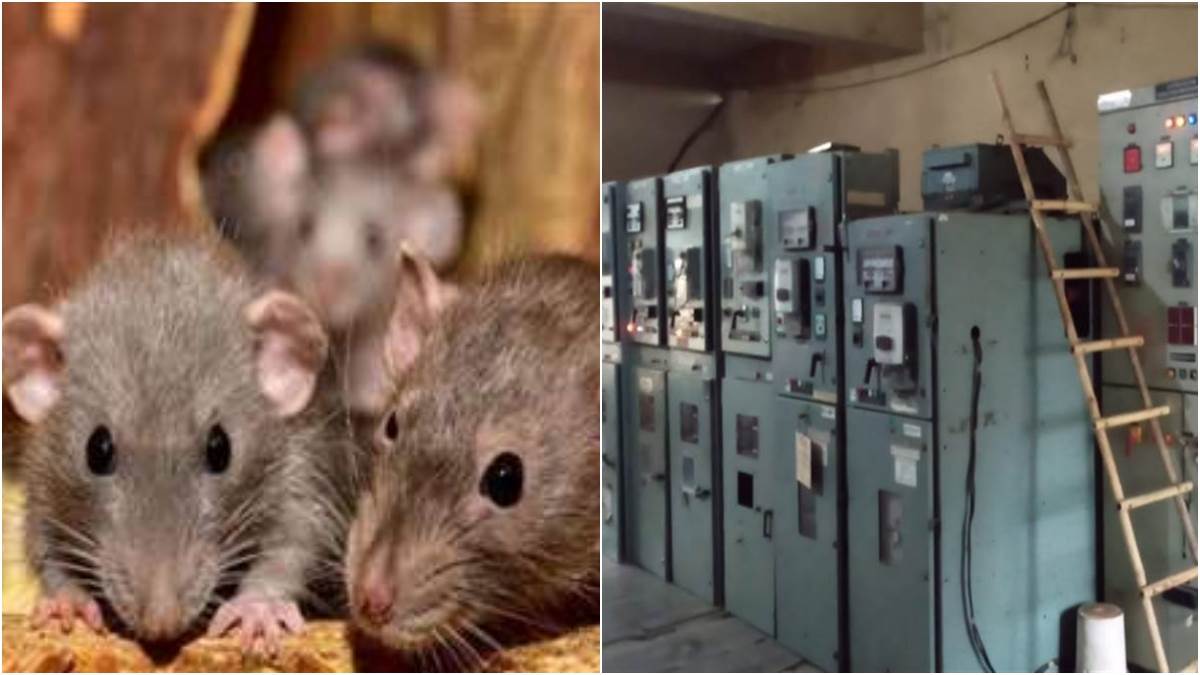 Hapur News चूहे ने 8 गांव में किया अंधेरा, बिजलीघर में घनघनाने लगे फोन