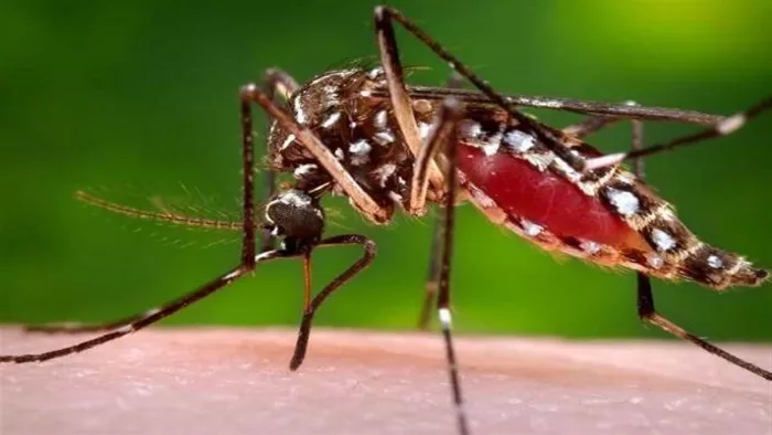 Dengue Cases In Uttarakhand: उत्तराखंड में एडीज मच्छर का कहर जारी