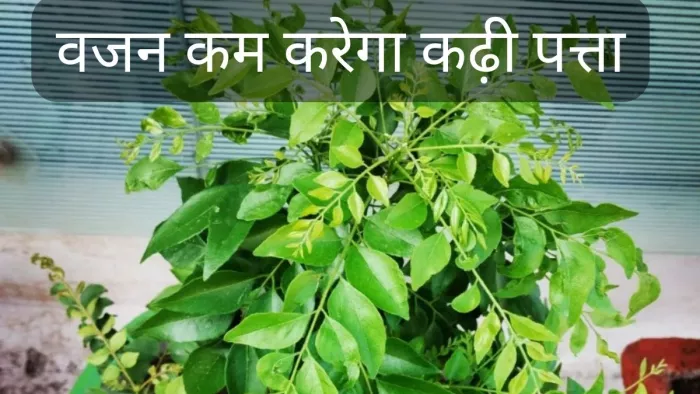 वजन घटाने के लिए मददगार है कढ़ी पत्ता