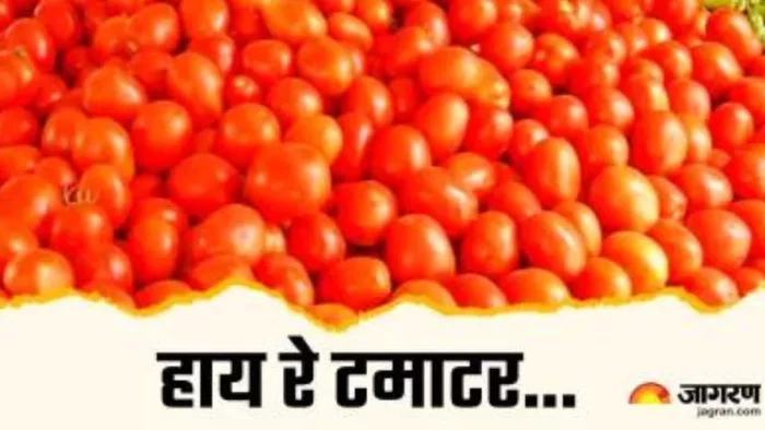 टमाटर के भाव में काफी तेजी आई है। फाइल फोटो