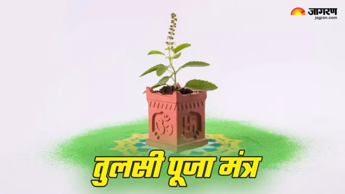 Tulsi Puja mantra तुलसी पूजा में करें इन मंत्रों का जप (Picture Credit: Freepik)