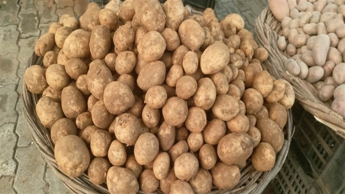 gorakhpur news fake new potatoes being sold in gorakhpur market