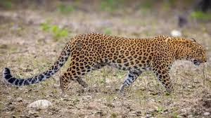 in ten years leopards spread from five villages in bijnor district to 460 villages