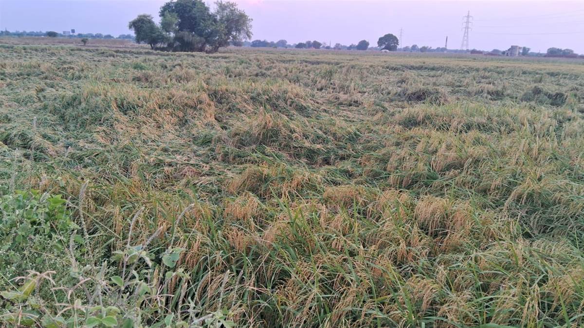 mathura rain damage paddy and bajra crops ruined by rain in mathura