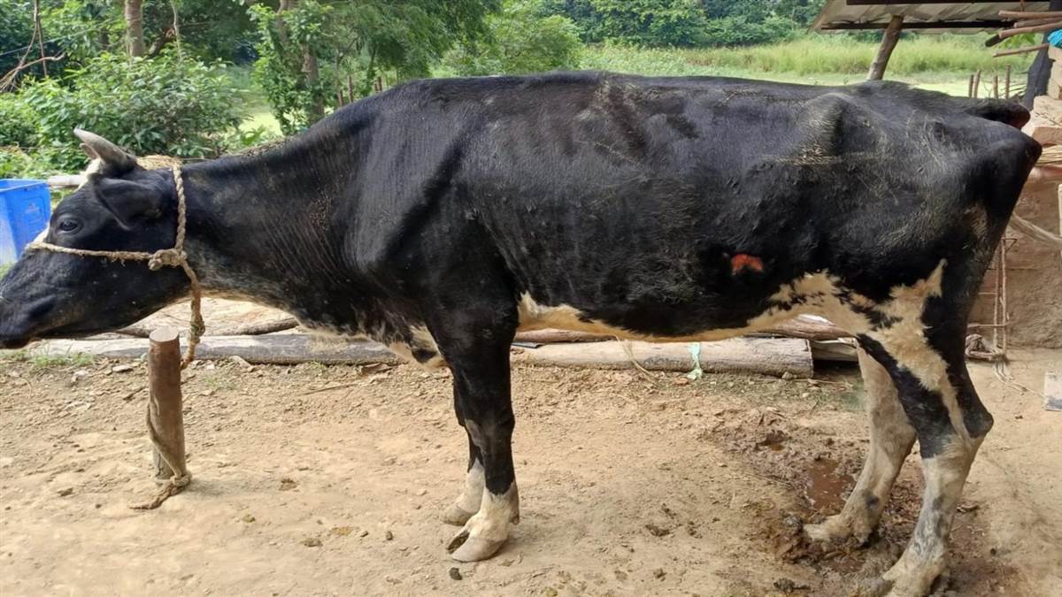 amethi news lumpy disease outbreak leads to cow death