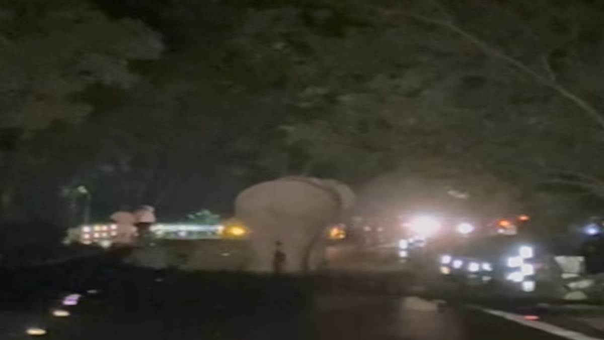 thano raipur road blocked elephant stops traffic for meal