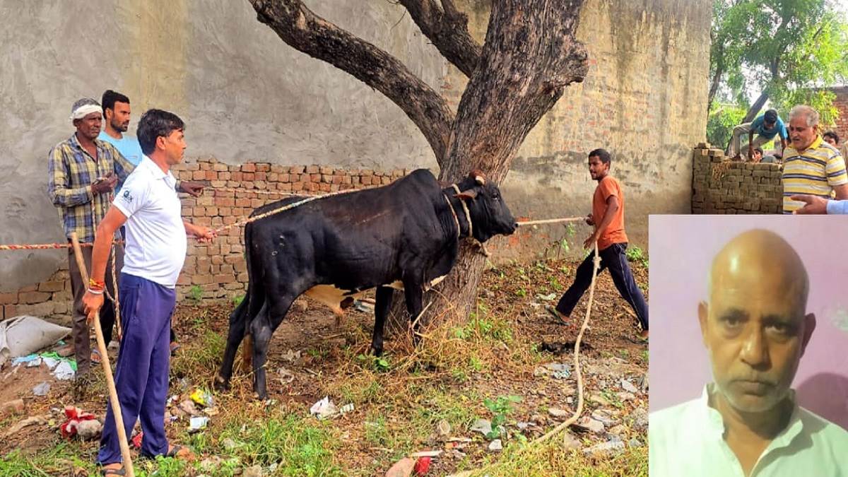 baghpat news old man dies after bull attack villager in panic