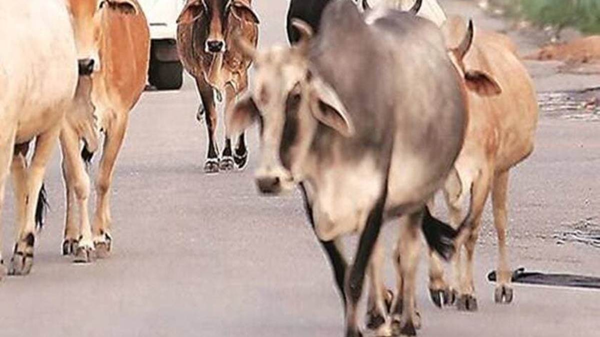 jammu news stray cattle on roads threaten lives