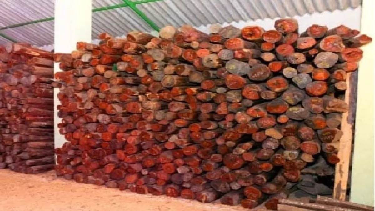 delhi police seizes red sandalwood worth 6 crore two arrested