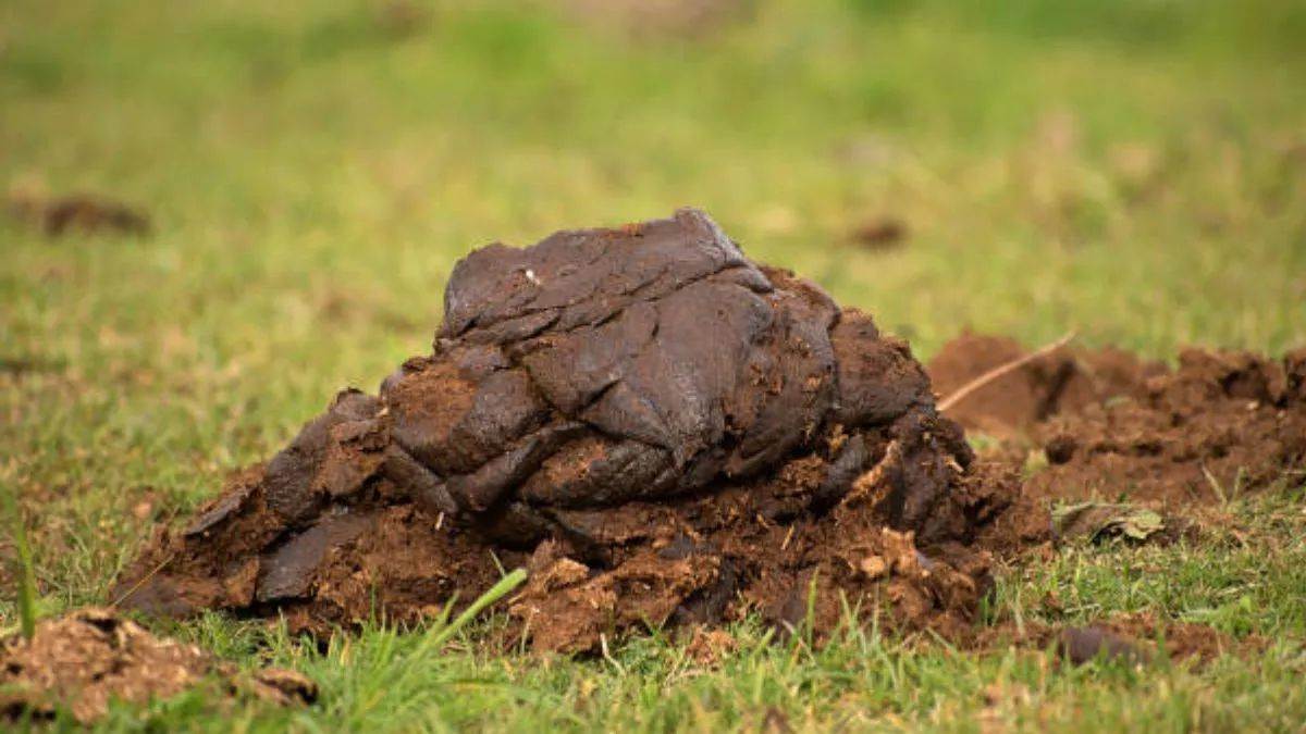 ludhianas cow dung crisis delayed projects and environmental concerns