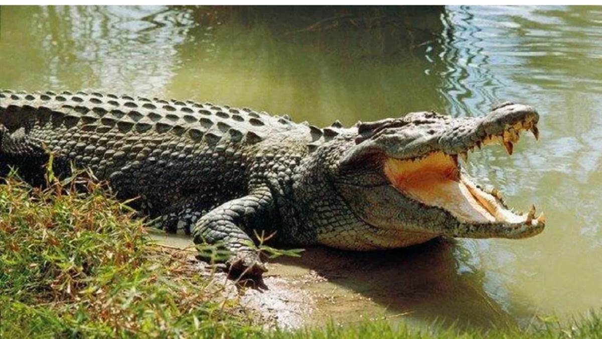 shocking incident in etawah crocodile drags man in yamuna river