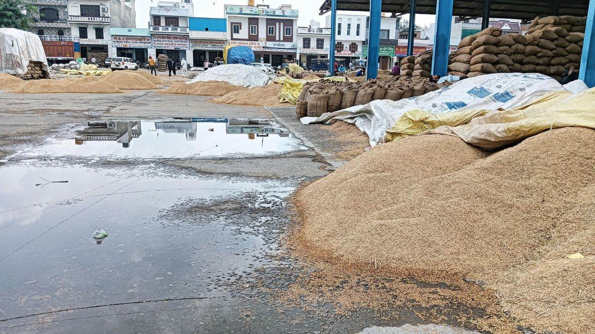 ncr sonipat news rain damages paddy crop farmers worried