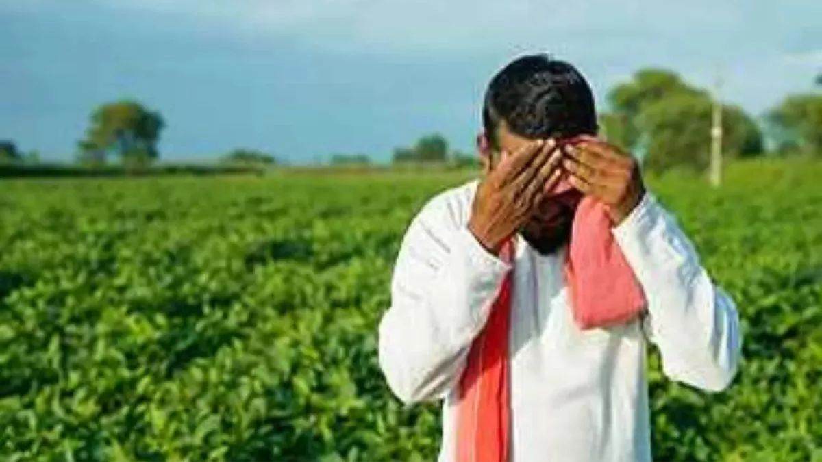 fatehabad news crop damage due to heavy rains farmers demand compensation