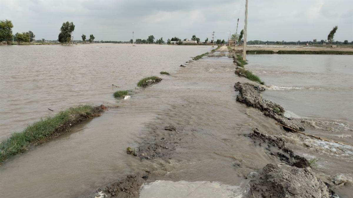 satluj river flooding farmers face challenges with nbg sand mining plan fazilka news