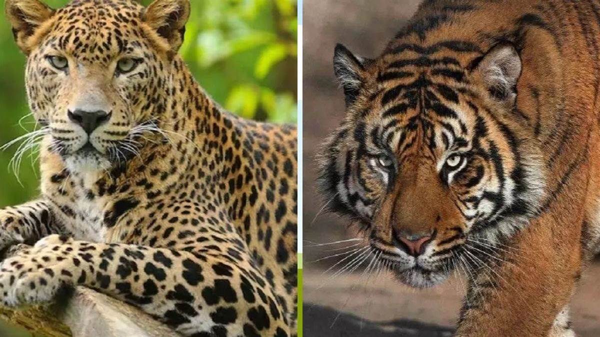 wildlife attacks in dehradun 487 villages declared sensitive