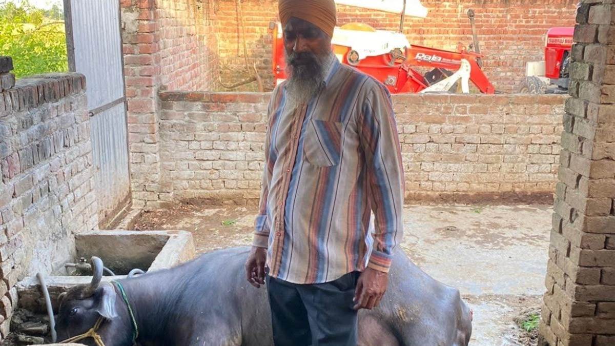gurdaspur news farmers family devastated by loss of buffaloes and newborn