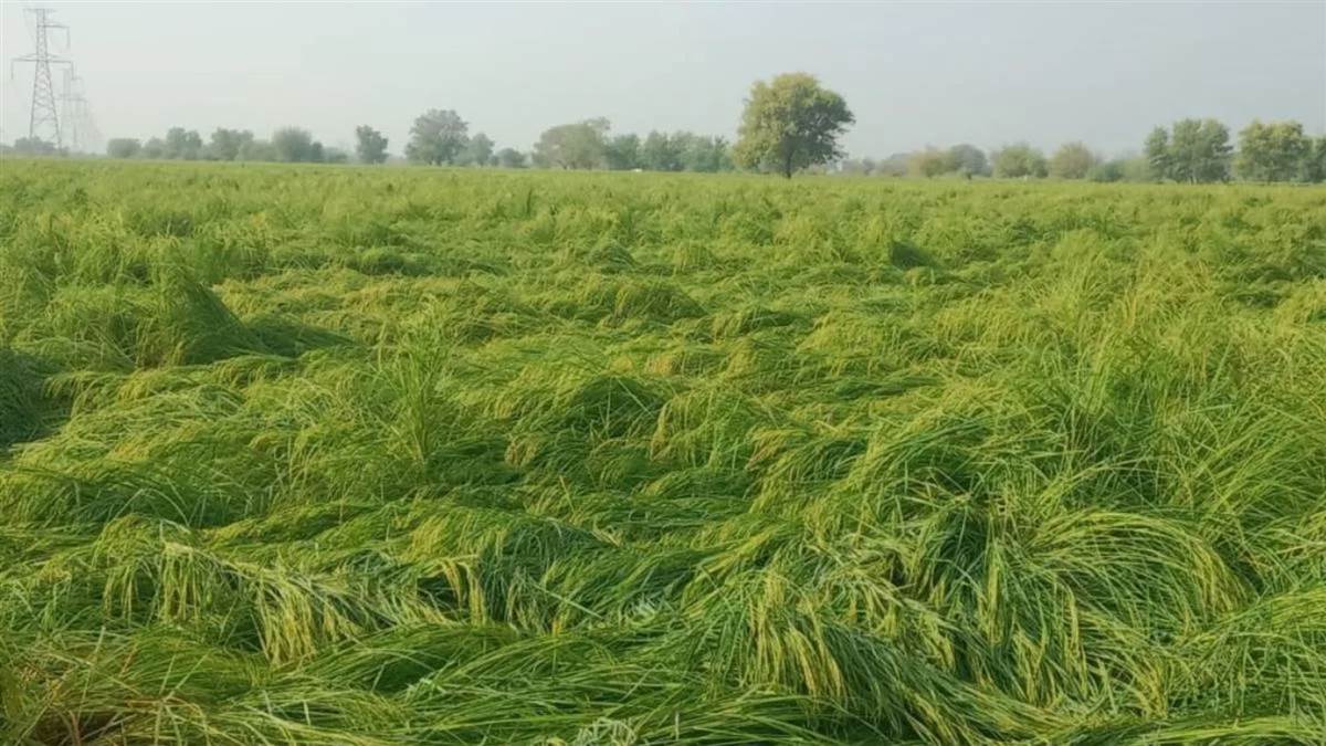 heavy rains in kaithal damaged paddy crops and also affected potato sowing