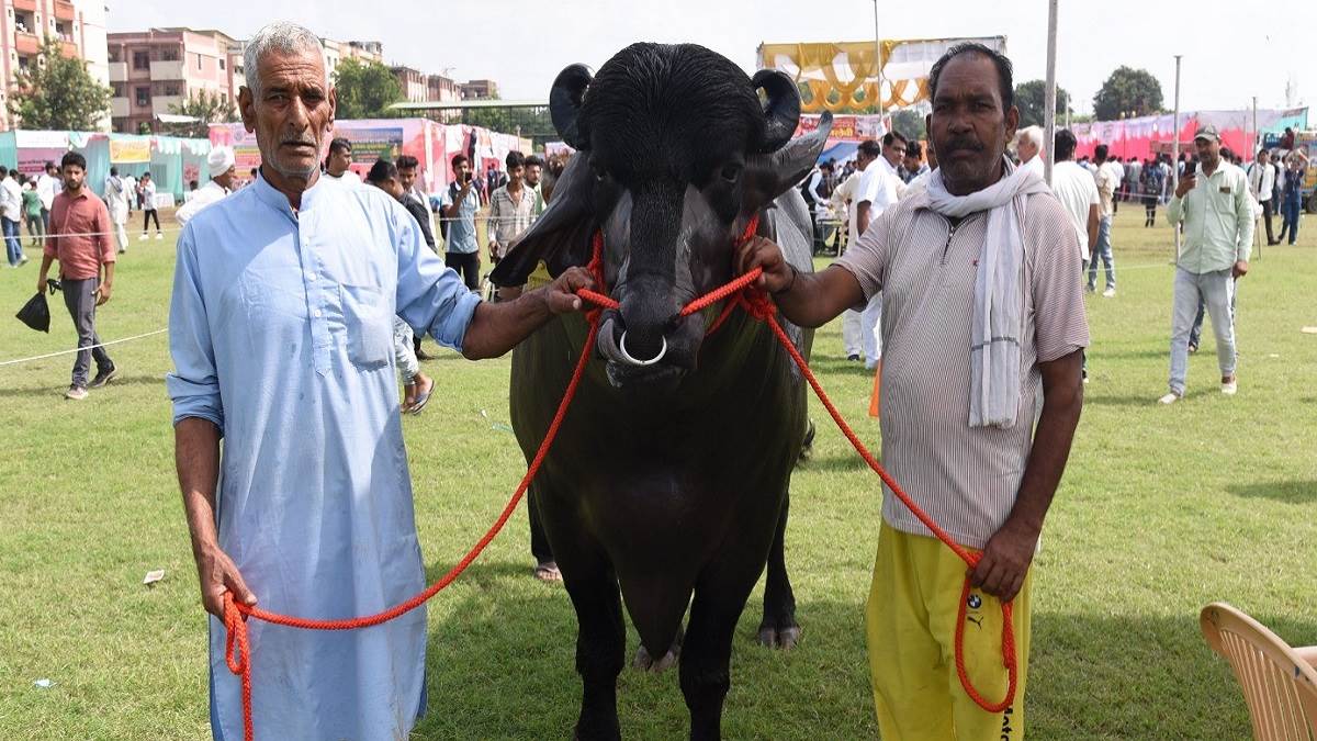 buffalo named vidhayak costs rs 8 crore murrah breed buffalo is attraction of iimt university meerut farmers fair