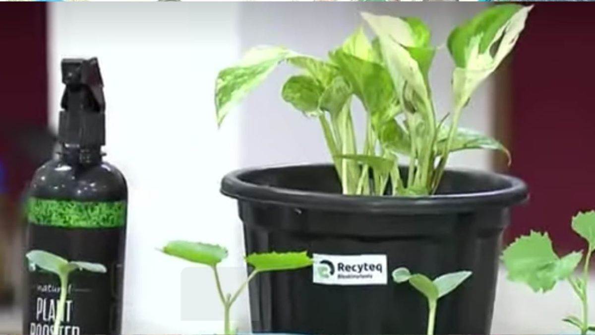 kanpur news human hair to provide nitrogen for crop growth reducing chemical fertilizer use