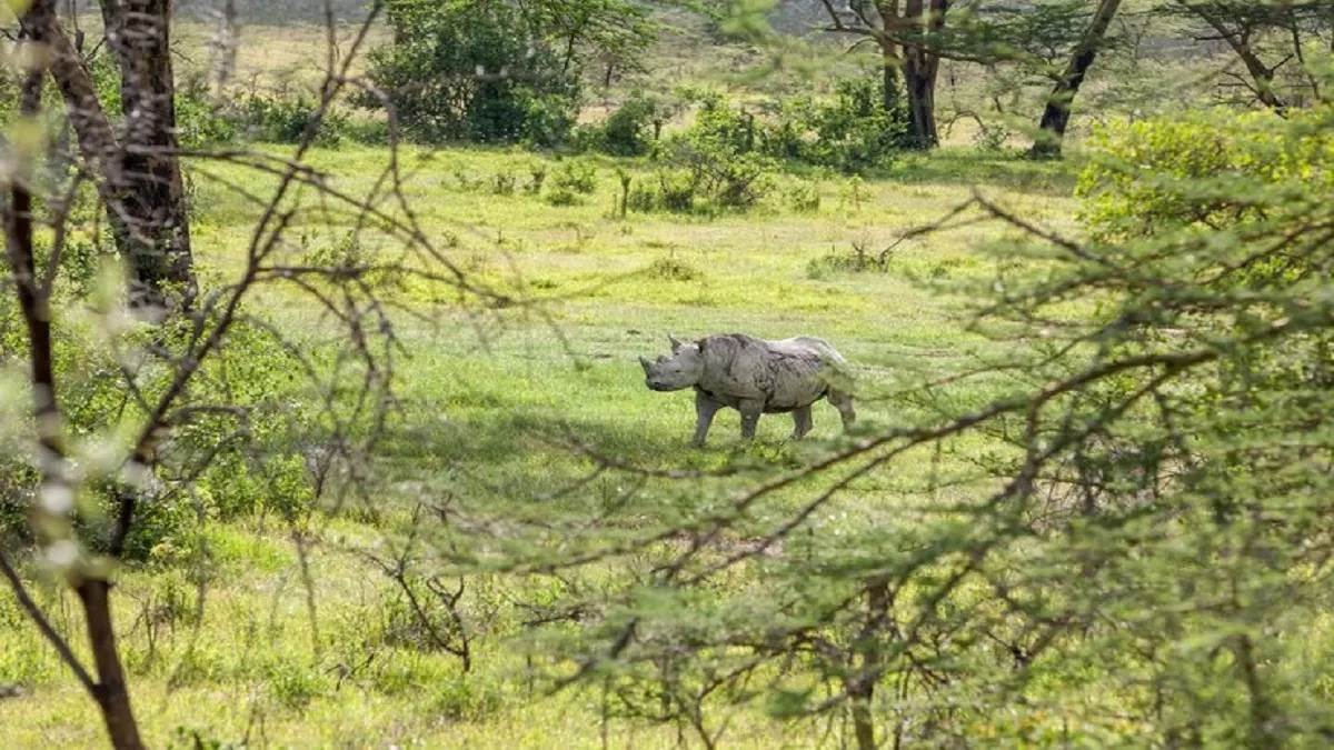 kaziranga tiger reserve grassland loss threatens wildlife
