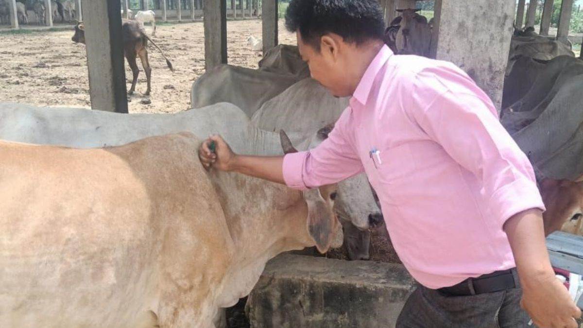 balrampur news lumpy skin disease outbreak in cattle vaccination drive begins
