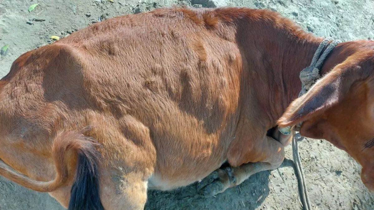 lumpy skin and foot and mouth disease outbreak animal health crisis