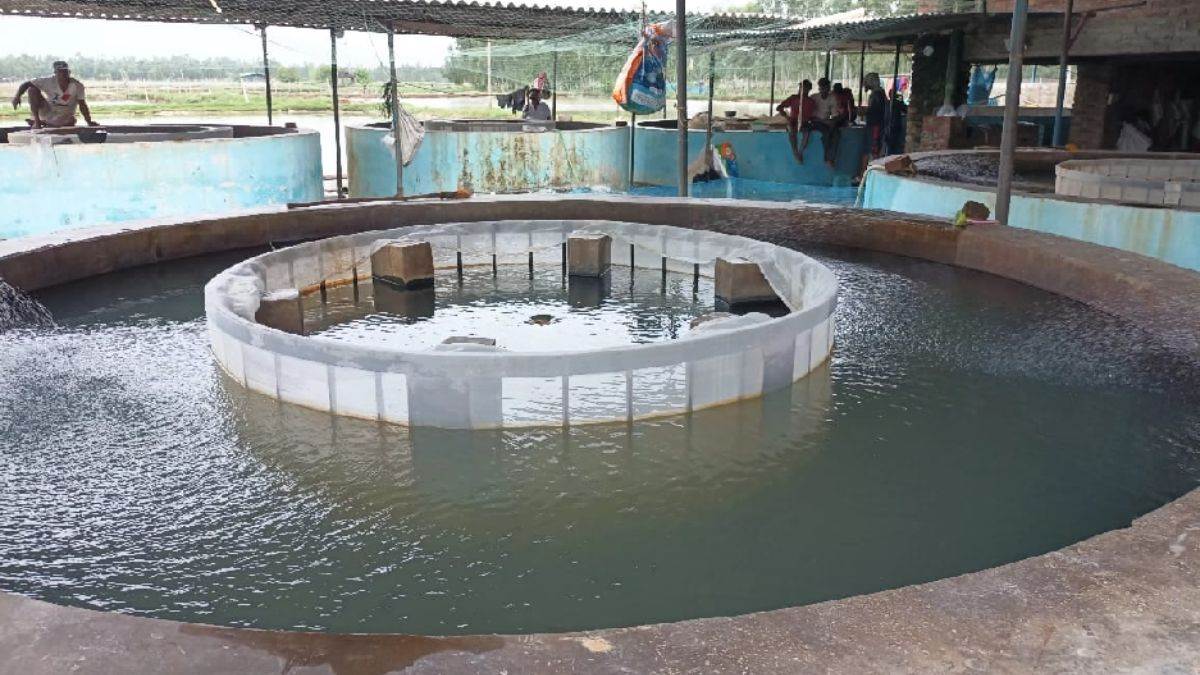 rampur farmers thrive with fish farming transforming agriculture