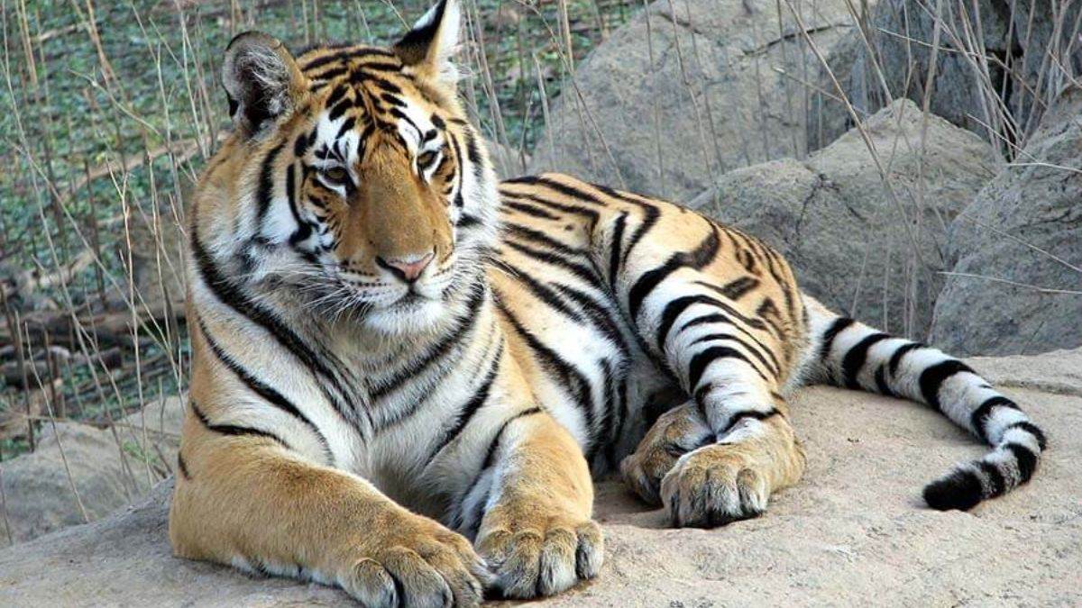 5 tiger reserves in madhya pradesh for tiger seeing check details here