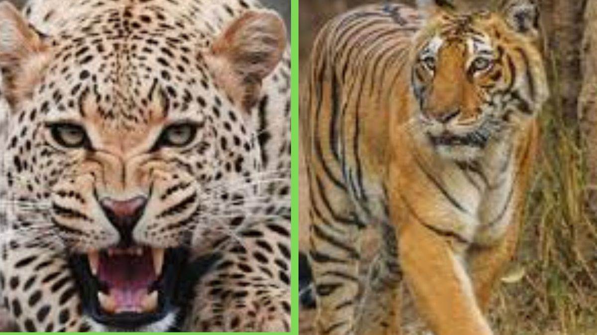 tiger and leopard attacks buffalo killed goats mauled