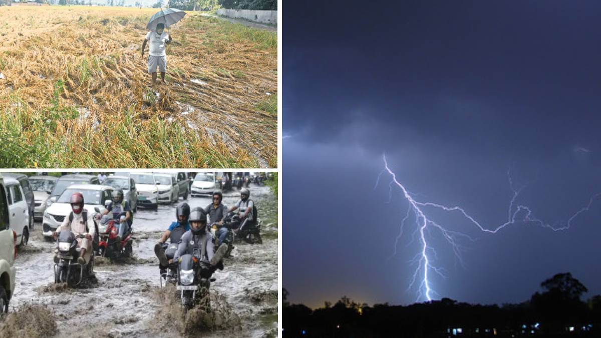 punjab rain breaks 70 year record rain ruins farmers crops check weather forecast